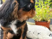 King Charles Spanjel