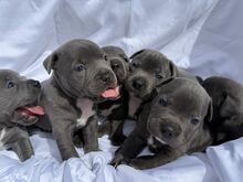 VALMIS KOHE KC Staffordshire'i bullterjer