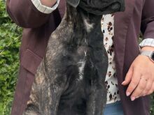 Cane Corso kutsikad
