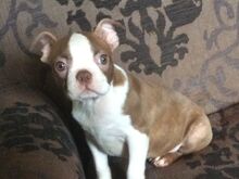 Boston Terrier puppies