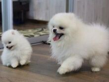 Ilusad valge pomeranianide kutsikad