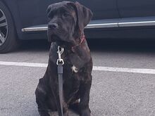 Cane Corso