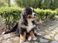 Berni alpi karjakoera kutsikad