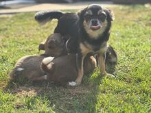 Ilus chihuahua tüdruk – Willow