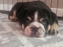 Inglise buldogi kutsikad..kirjuta mulle