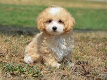 Maltipoo kutsikad