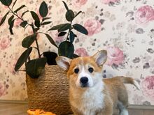 Welsh corgi pembroke kutsikad