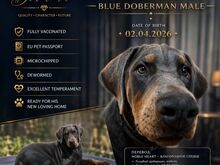 Dobermann