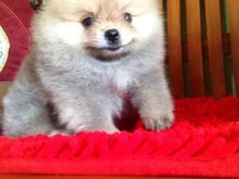 Pomeranian kutsikad