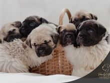 4- kuused Cane Corso kutsikad