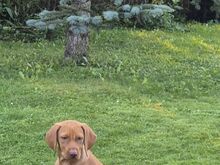 Vizsla / Ungari lühikarvalise linnukoera kutsikad