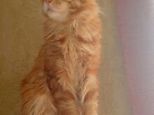 Isane 1-aastane Maine Coon