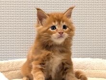 Maine Coon'i kassipojad