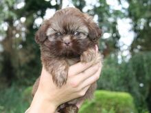 Shih Tzu kutsikad