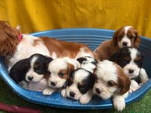 CAVALIER KING CHARLES SPANIAL