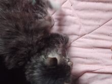 Котёнок