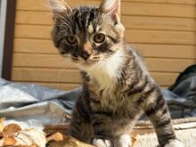 6 kassipojakest — 3 kiisutüdrukut ja 3 kiisupoissi