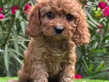 Cavapoo kutsikad