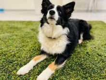 Border Collie kutsikad