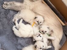 Voodis inimestega. Müüa armas ragdoll-kassipoeg..