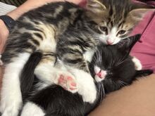 Котёнок