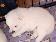 Щенки японского шпица