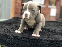 Ameerika buldog