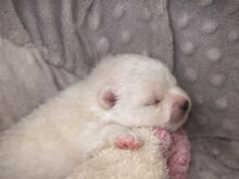 Pomeraniani kutsikas