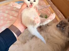 Voodis inimestega. Müüa armas ragdoll-kassipoeg..