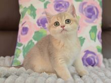 Британский короткошёрстный котёнок