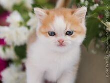 Maailma PARIM BRITI  kassipoeg REBECCA