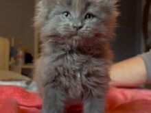 Beautiful Maine Coon Kittens Forever Homes