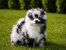 Pomeranian Spitz