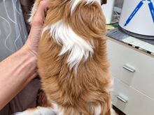Cavalier King Charles spanjeli kutsikad!