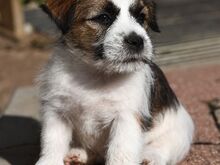 Jack Russelli terjeri kutsikas