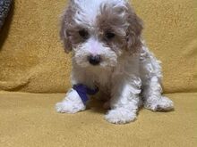 Beautiful Toy Poodle Puppies