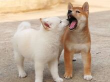 Jaapani shiba inu