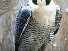 Saker x Peregrine Falcons for sale
