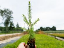 KUUSETAIMED / KUUSEISTIKUD