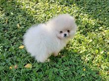 Pomeraniani kutsikad