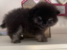Pomeranian kutsikad