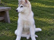 Siberi husky kutsikas EKL/FCI tõutunnistusega