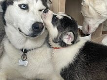 Siberi husky