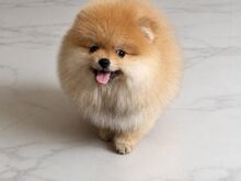 Pomeranian Spits
