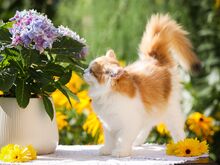 Единственный в ЭСТОНИИ Британский котенок GOLDEN/WHITE