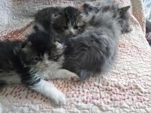 Котята скотиш