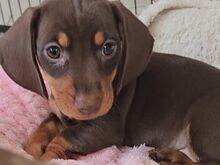 Miniture dachsaund puppies for sale