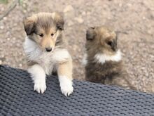 Щенки длинношерстного колли