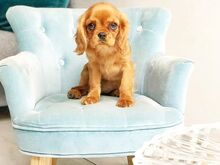 Cavalier King Charlesi spanjeli kutsikad