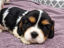 Cavalier King Charles spanjeli kutsikad!